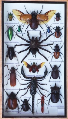 Insect Taxidermy Collection Shadow Box Spider Scorpion Beetle Wood Glass Display - Image 1 of 4