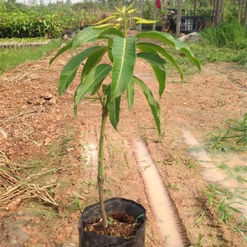 Planta injertada de mango Mahachanok árbol frutal tropical Tell 20 pulgadas - Imagen 15 de 19