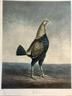 Antique English Engraving Fighting COCK WAR Marshall Turner Circa 1815