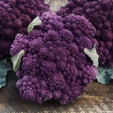 PURPLE BROCCOLI SEEDS NON GMO FRESH HARVEST FREE SHIPPING