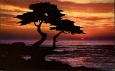 Sunset Monterey Peninsula California vintage postcard tree silhouette f811