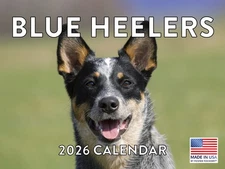 Blue Heeler Calendar 2026 Monthly Wall Calender 12 Month Made In The USA
