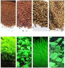 4 Bags Aquarium Plant S.e.e.ds, not Artificial Plastic Plant, Fish Tank Live