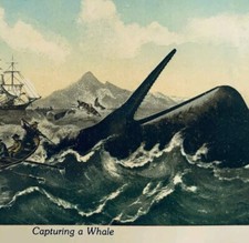 2000 Whaling Sperm Whale Capture Postcard Nautical Plastichrome CT E86RP4