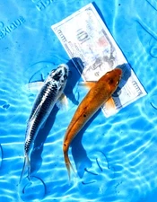 koi live fish for sale