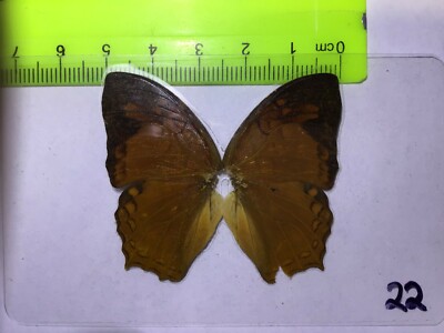 UAB 22 A+/ A  Charaxes pleione  CLOSE OUT SALE