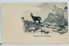 Chamois in the Alps Switzerland c1900 Postcard I4