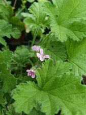 3 x Pelargonium 'Attar of Roses' highly scented BRITISH GROWN plants in 9cm pot
