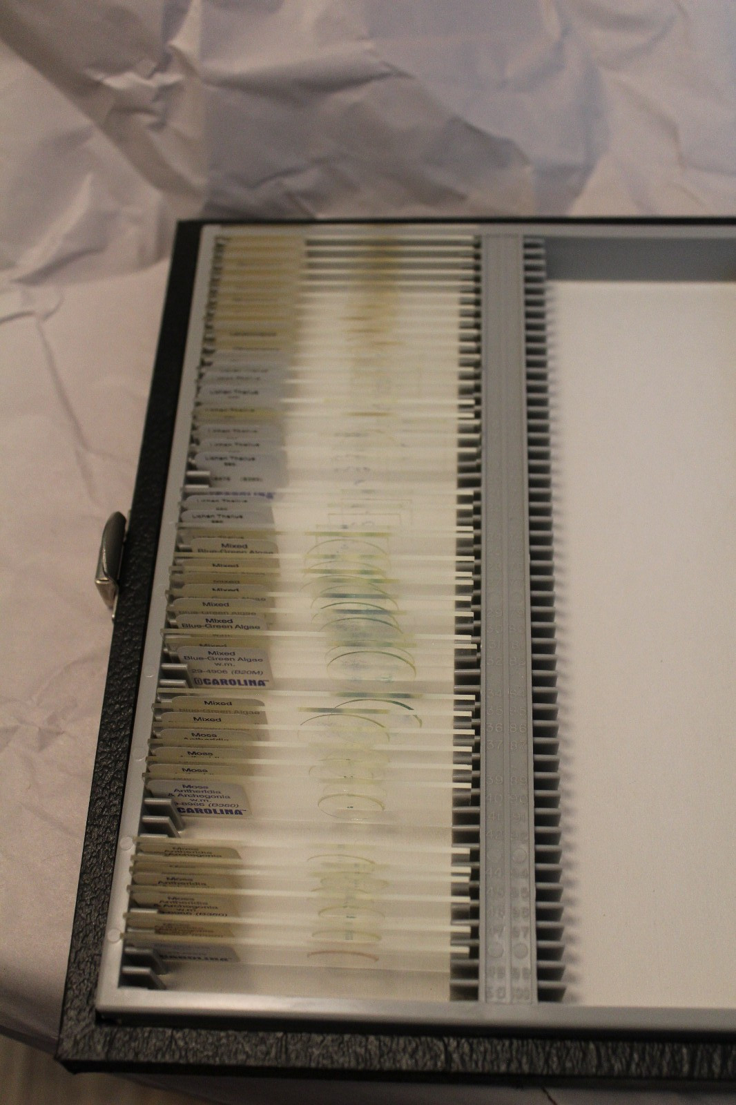 42 Carolina Biological slides Moss Oscillatoria Gloeocapsa Lichen BlueGreen Alga