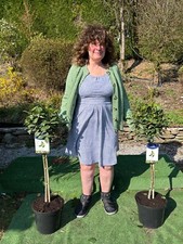 PAIR OF BAY TREES STANDARD EVERGREEN LOLLIPOP(laurus nobilis) 90-100cm.