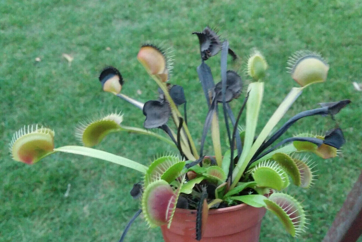 Venus Flytrap Seeds 30 Fresh Harvested 2023 carnivorous plants