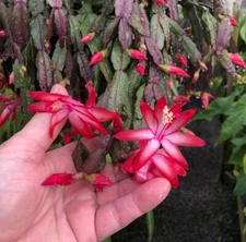 Schlumbergera truncata 'Vermelho'-true species Xmas, cactus-rare in cultivation!