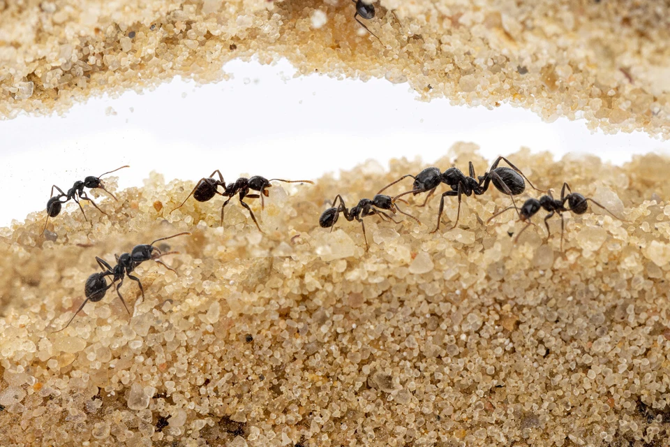 Natürliche Ameisenfarm aus Sand - Modell 3D L (Sandwich + Futterbox) (Gratis Ame - Bild 2 von 4