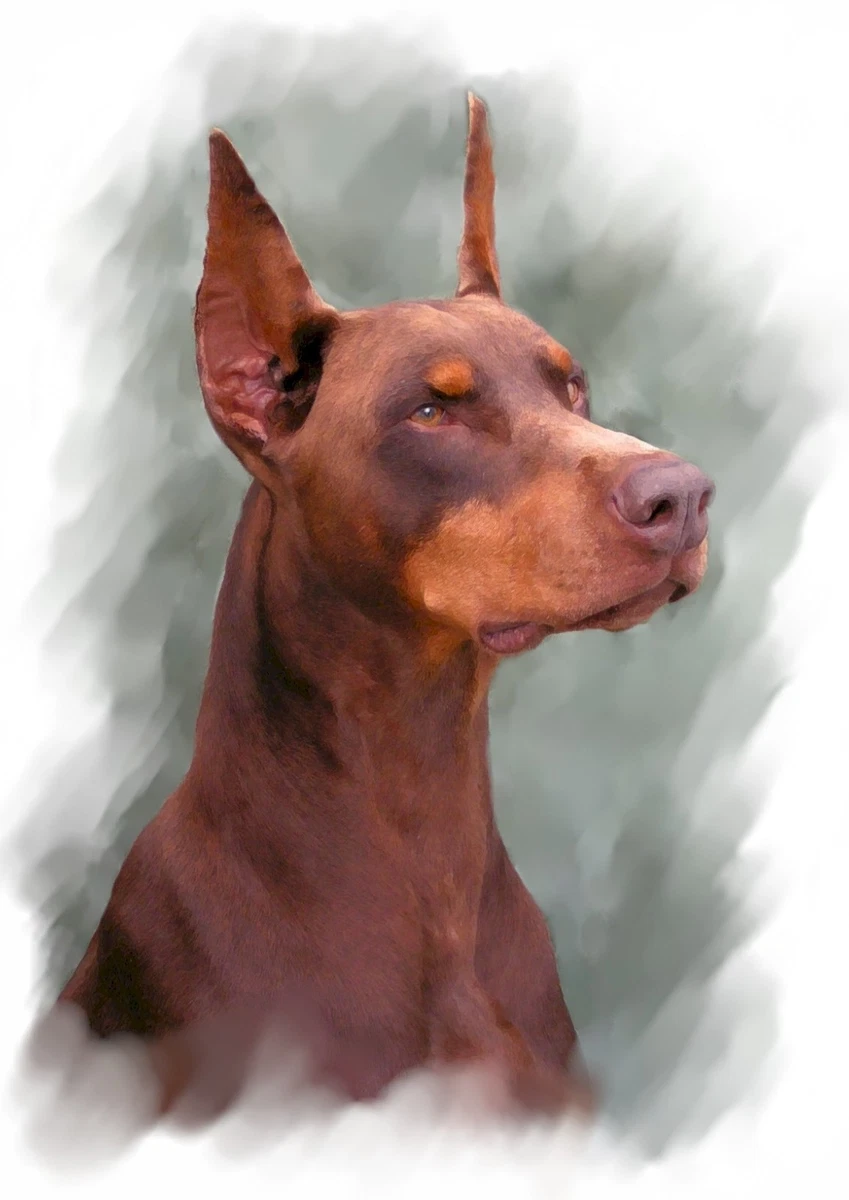 10 Doberman Pinscher and Tan Note WOW!! HOW | eBay