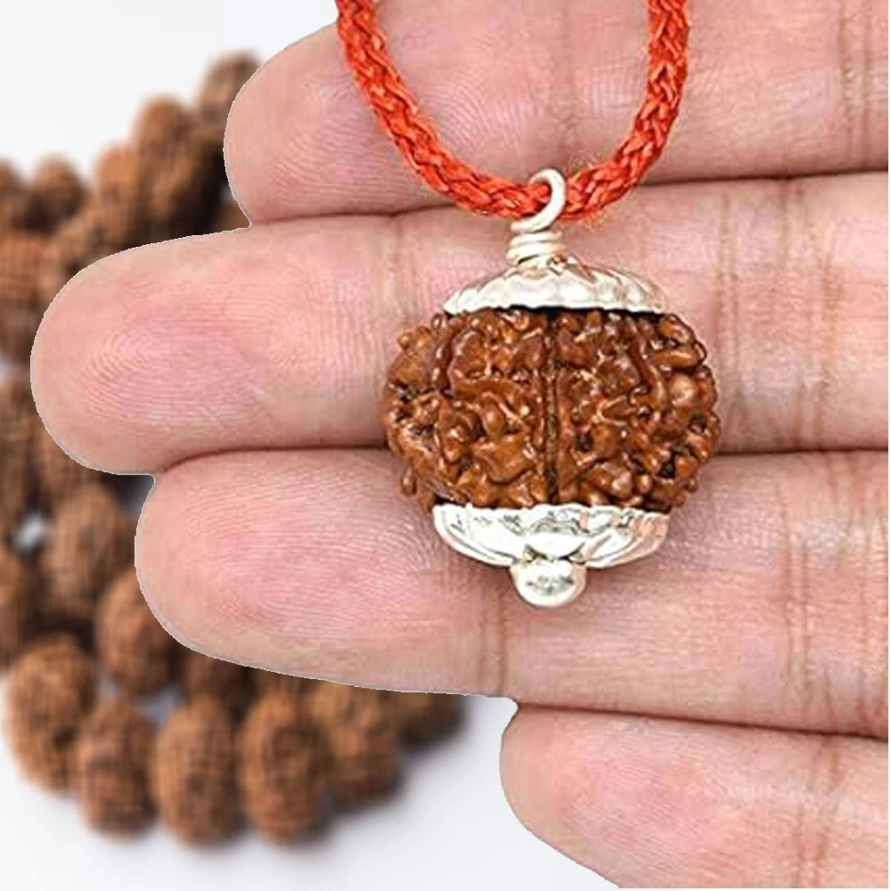 11 Mukhi Rudraksha Nepal 22 27mm Original Rudraksha Locket