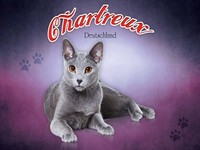 Holzschild 30X40 Cm Katze Chartreux Deutschland Deko Geschenk Holz Schild