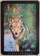 Affiche  EUROPEAN WOLF Loup Européen