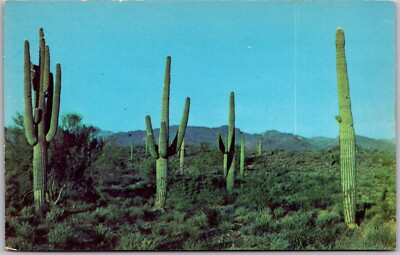 Postcard Vintage Saguaro Cactus Arizona Desert Scene AZ