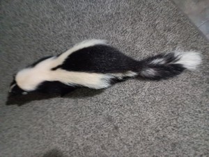 Taxidermy Skunk Mount Realistic