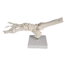 Human Foot Skeleton Model 1:1 Scale with Flexible Ankle Joint 12x4.3x6.7inch for