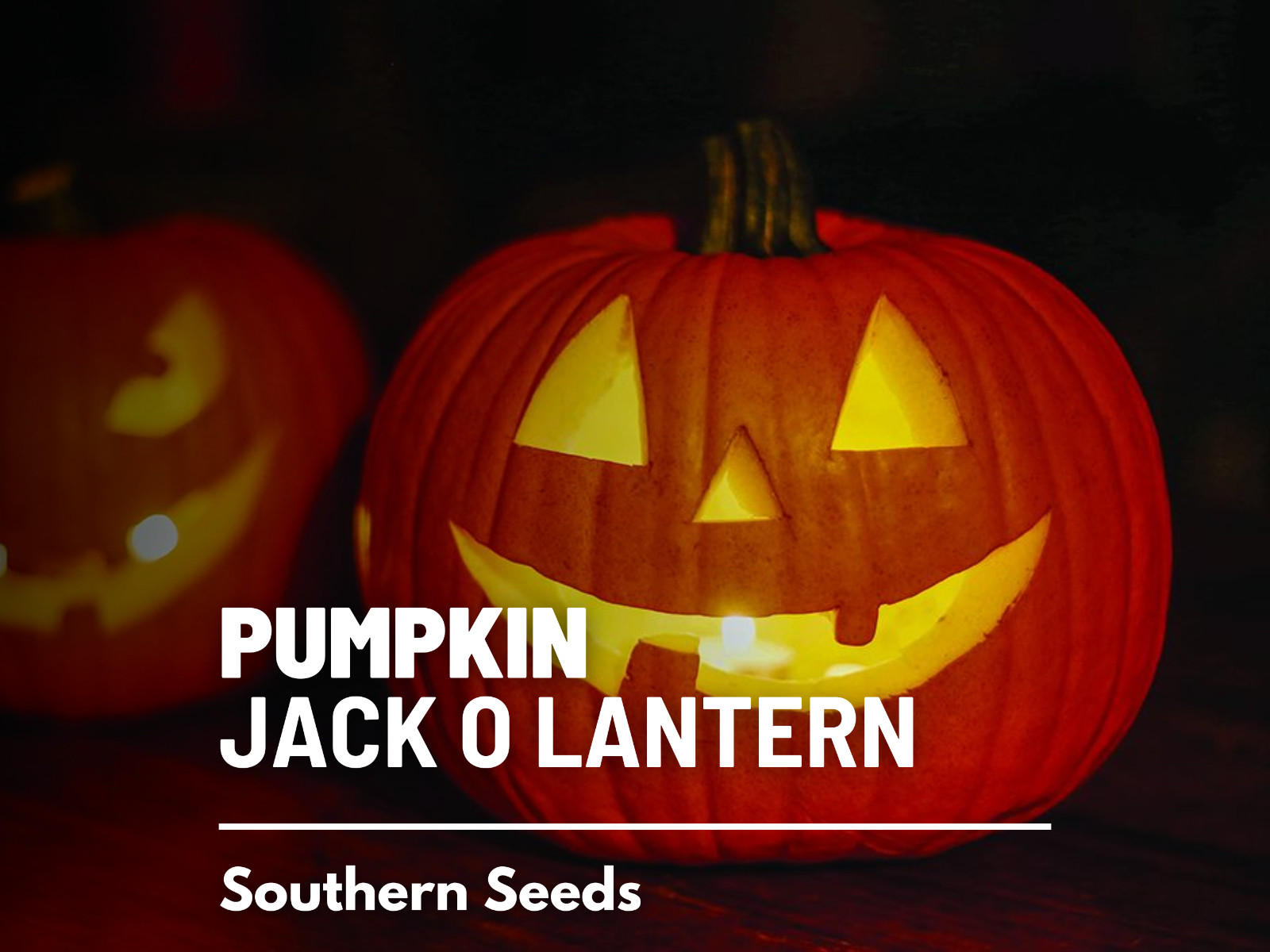 Pumpkin, Jack O'Lantern seeds Heirloom Vegetable (Cucurbita pepo