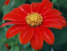 Red Torch Mexican Sunflower -25 SEEDS- BOLD COLOR -COMB. S/H - SEE OUR STORE
