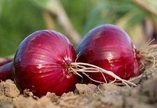 Red Grano Onion Seeds, NON-GMO, Short Day, Variety Sizes, FREE SHIPPING