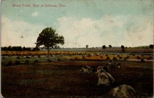 DB Postcard~Wheat Fields~West of Bellevue Ohio~Scenic View~c1910