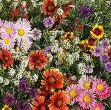HUMMINGBIRD BUTTERFLY WILDFLOWER SEED MIX 200+ zinnia ASTER FREE SHIPPING