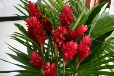 Hawaiian Tropical Red Ginger Starter Plant 6- 10'' Tall Rooted In 2'' Pot Fragrant