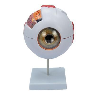6X Human Eye Model for Science Education Great for Students Anatomy Learning