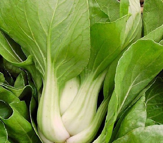 Pak choi ( col repollo china ) 500 semillas seeds graines saatgut