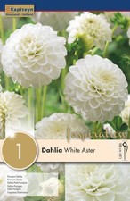 Bulbo di Dahlia Pompon White Aster confezione da 1 pz Kapiteyn