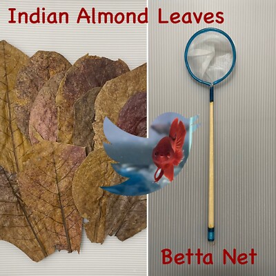 Combo Deal!  Large Indian Almond Catappa Leaves And 1 Handmade Betta Net