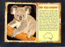 E5958 Australia Animals Koala Did You Know MV c1984 postcard