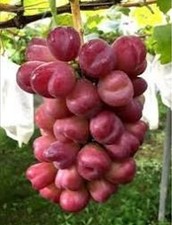 Grape Vine Plant - My Heart  Grapes Plant - One plant in 13cm pot 45cm height