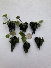 Aquatic Banana Plants  Lot Of 6 Reg Size (Nymphoides Aquatica)