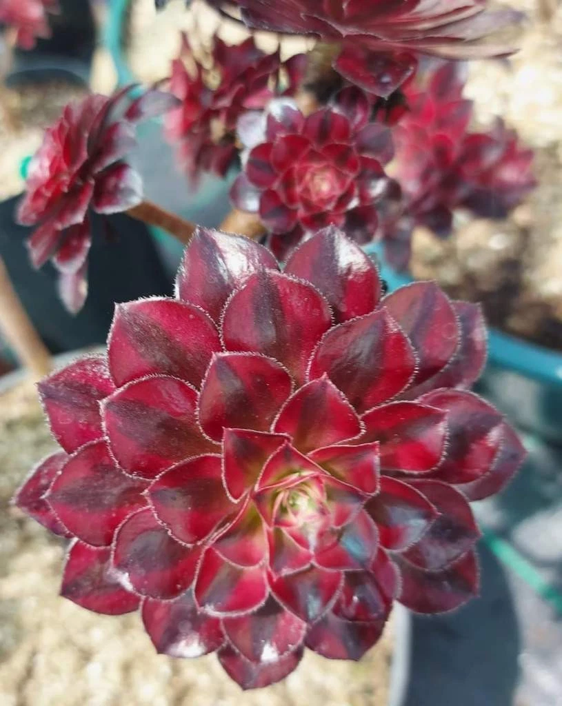 Aeonium Saint Simon Violet Variegated 🌹ome head Cutting 6cm Succulent plant
Opens in a new window o