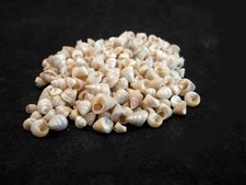 4 oz (600+)Tiny Venetian Pearls Mini Shells 1/4" Sailors Valentine Crafts Beach