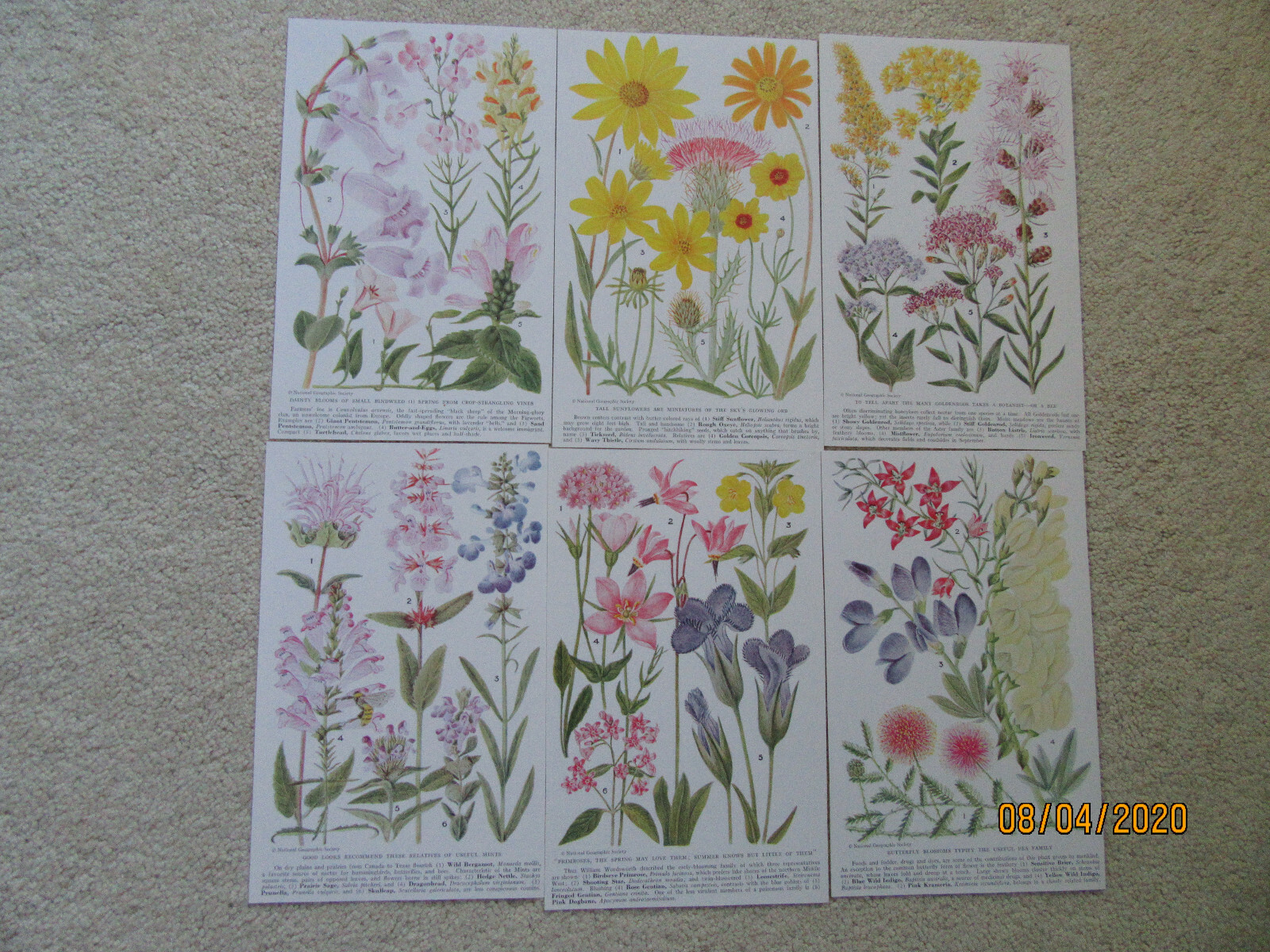 Beautiful Wild Flower Pictures - National Geographic - Great for Junk Journals | eBay Beautiful Wild Flower Pictures - National Geographic - Great for Junk Journals | eBay