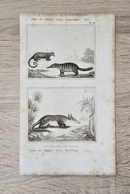 Buffon Histoire Naturelle 1850 Kupferstich Ameisenbär Erdferkel