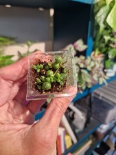 String Of Pearls 1 X Plant Plug
