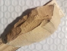 AUTHENTIC NATIVE AMERICAN INDIAN ARTIFACT FROM EASTERN N. C.--- OO/14