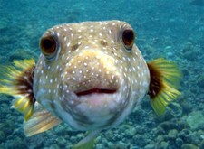 POISONOUS PUFFER FISH GLOSSY POSTER PICTURE PHOTO PRINT BANNER PUFFERFISH 9179