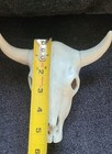 Western Americana Longhorn Steer Skull Wall Decor w/ Horns White 6x5.5" ceramic  — photo 4