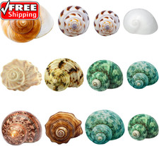 Hermit Crab Shells Medium and Large - 12PCS Growth Turbo Seashells Size 1.18"-3.
