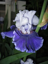 World Premier - Set of 3 rhizomes - German Tall Bearded Iris - 37" tall!