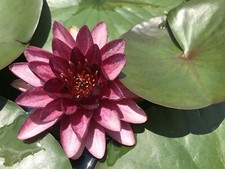 Nymphaea "Almost Black" Water Lily - Slocum Winter-Hardy Sprouted Tuber Rhizome