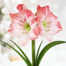 Garden State Bulb Apple Blossom Amaryllis Flower Bulb, 28/30cm, Holiday Blooms!