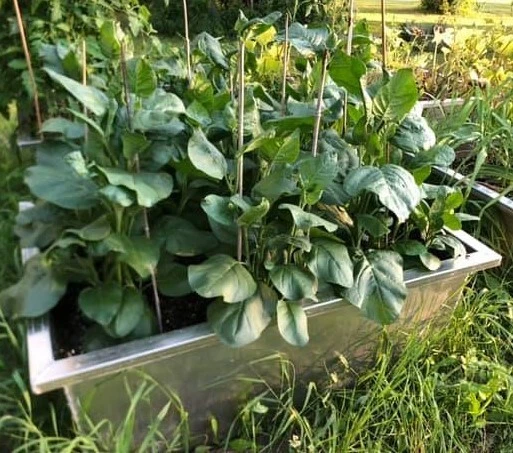 Nicotiana Rustica (Aztec tobacco / Ceremonial / Strong Tobacco ) 250+seeds - Image 2 of 4